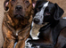 Gorgeous Blue & Brindle Mixed Breed Puppies