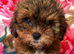 Shipoo puppies ready now
