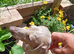 Miniature Dachsund