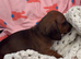 Long & Short Haired Sable over Cream Dachshund puppies