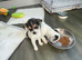 Jack Russel puppy