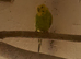 Budgies for sale