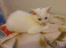 2 sweet kittens