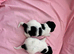 TRADITIONAL JACK RUSSELL PUPPIES