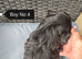 NOW ready for a new home Imperial Shih Tzu