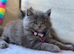 Maine Coon Kittens 1 Male 2 Females