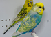 Pair of Budgies For Sale