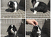 4 Stunning Mini-Lops for Sale