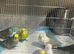 Lovely baby budgies