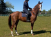 Beautiful chestnut Gelding