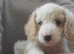Cavapoo poo's