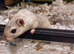 Bonded Pair Of Male Gerbils & Cage