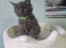 Maine coon kittens available