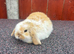 Stunning mini lops READY NOW