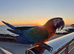 Macaw Parrots