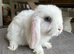 1 Lovely handsome baby mini lop buck.