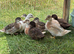 Silver Appleyard Call Duck pair