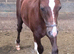 Registered Welsh Sec  C colt foal