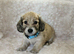 Cream long haired miniatures READY NOW