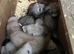 Baby Ferrets