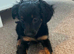 4 month old puppy