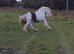 14hh cob gelding