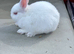 Two young Netherland dwarfs