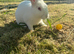 Rabbit for rehoming