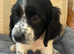 Working sprocker spaniels