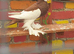 Reversing pouter pigeons for sale