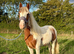 Yearling Cob Gelding to make 13.3+