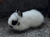 Netherland dwarf babies