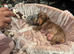 Miniature Dachshund