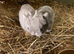 NEW Netherland Dwarf purebred baby Rabbits