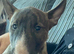 Kc reg female miniature