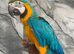 Baby Handreared Super Tame Cuddly Blue & Gold Macaw Parrot