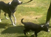 Male border collie
