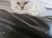 British short haired cross kitten for sale