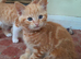Gorgeous ginger kittens