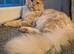 Maine Coon Kittens READY NOW