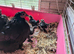 Pekin Bantams