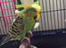 Pair of budgies