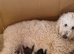 F1BB Standard poodle x toy cockapoo