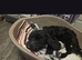 Puppy for sale