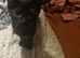 Sweet Sphinx Cross Domestic Short-hair looking for a home