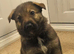 Beautiful gsd pups for sale