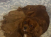 1 male F1 Cavapoos fully vaccinated