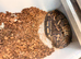 Adult males proven ball pythons