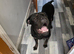 18 month old cane corso