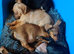 Jackhound Puppies